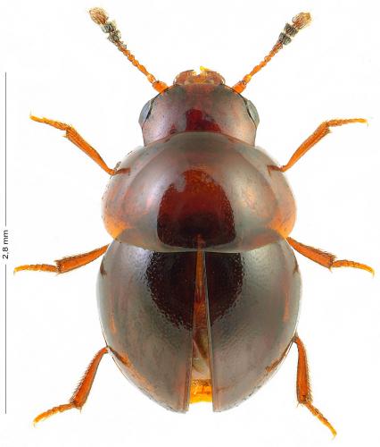 Réf. 167 175 : Agathidium pisanum