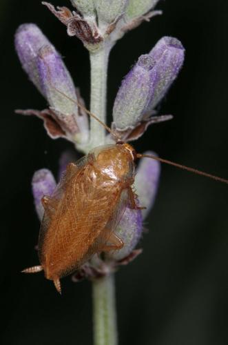 Ectobius pallidus