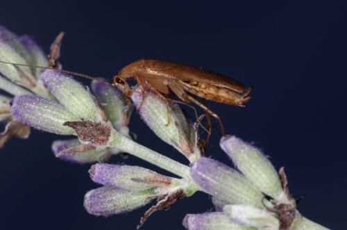 Ectobius pallidus