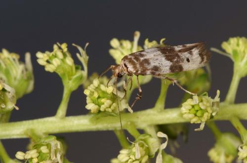 Réf. 167 038 : Enolmis acanthella