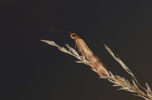 Homoeosoma sinuella