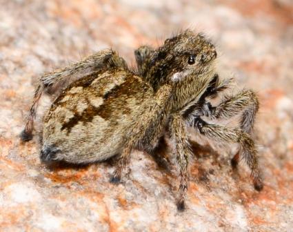 Réf. 167 623 : Attulus longipes