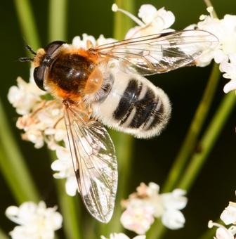 Epistrophe leiophthalma