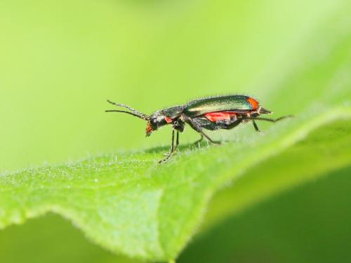 Malachius bipustulatus