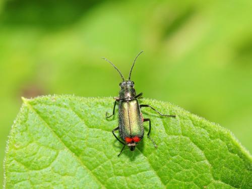 Malachius bipustulatus