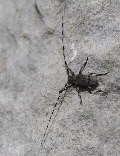 Acanthocinus aedilis