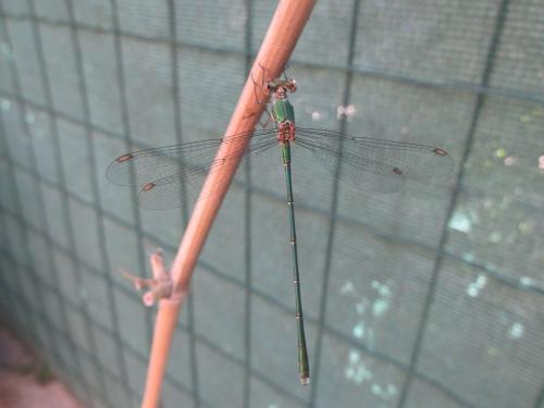 Chalcolestes viridis