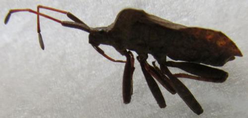 Coreus marginatus