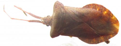 Coreus marginatus