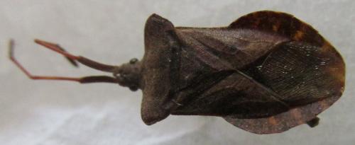 Réf. 167 369 : Coreus marginatus