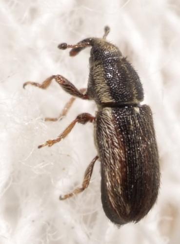 Réf. 167 660 : Mecinus sp.