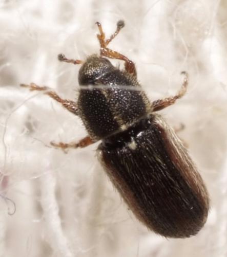 Réf. 167 661 : Mecinus sp.