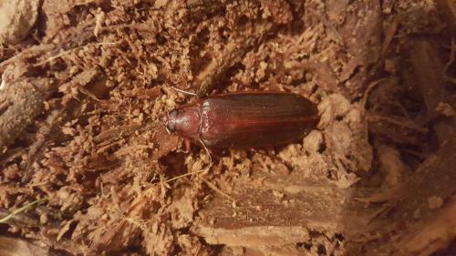 Tragosoma depsarium