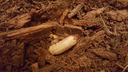 Réf. 167 165 : Tragosoma depsarium
