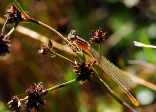 Ischnura elegans