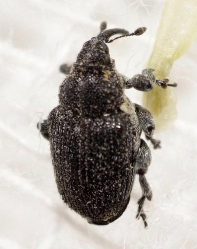 Réf. 167 666 : Ceutorhynchus sp.
