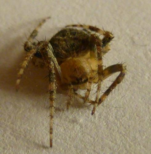 Réf. 167 750 : Neoscona subfusca