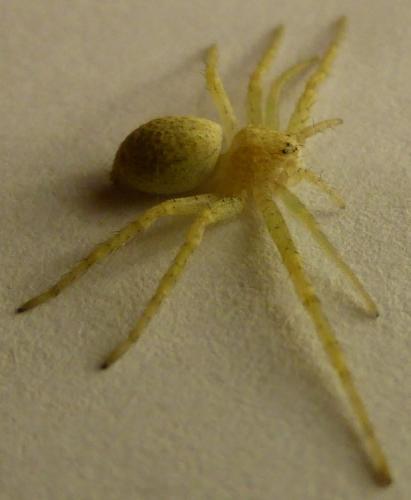 Philodromus sp.