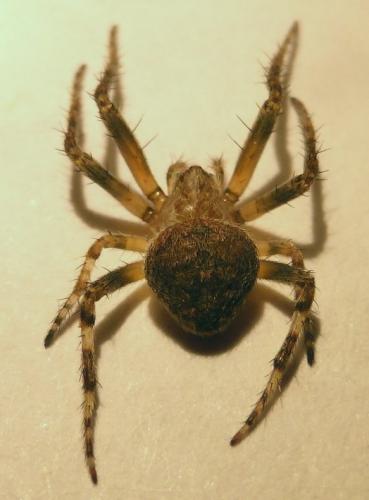 Réf. 167 347 : Neoscona subfusca