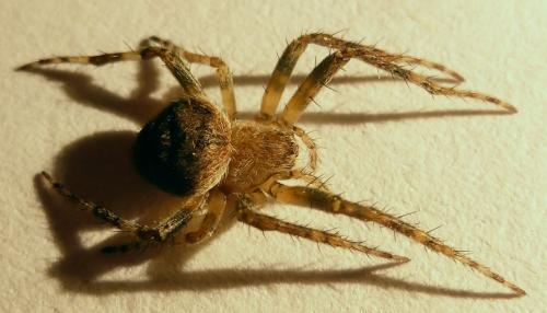 Réf. 167 406 : Neoscona subfusca