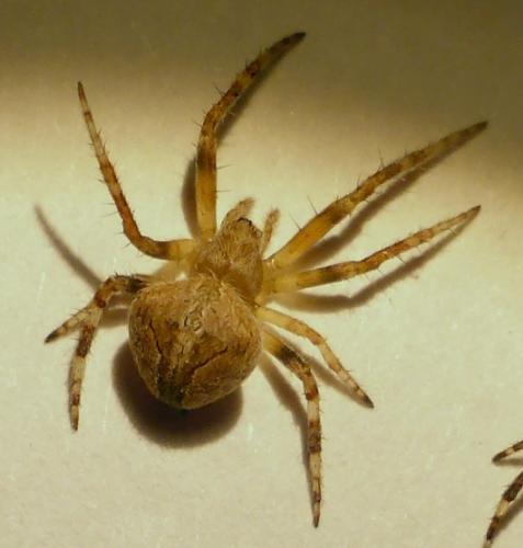 Réf. 167 730 : Neoscona subfusca