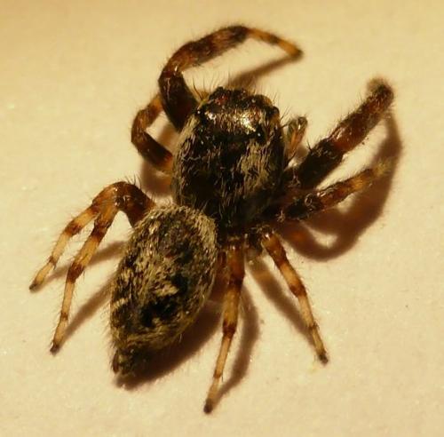 Macaroeris nidicolens