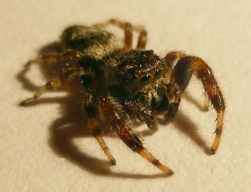 Macaroeris nidicolens