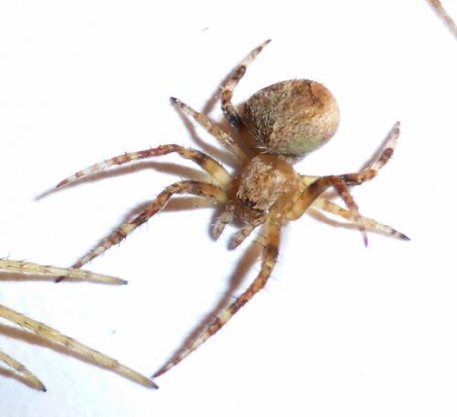 Réf. 167 753 : Neoscona subfusca