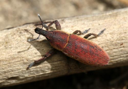 Lixus angustus