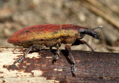 Lixus angustus