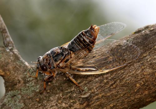 Réf. 167 017 : Cicadatra atra