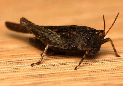 Tetrix sp.