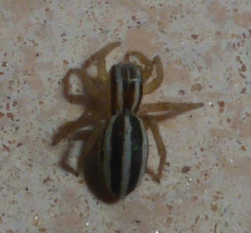 Réf. 167 346 : Phlegra bresnieri