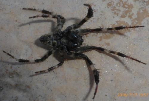Araneus angulatus