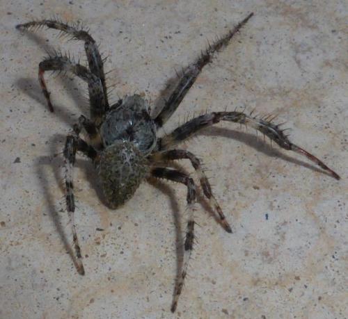 Araneus angulatus