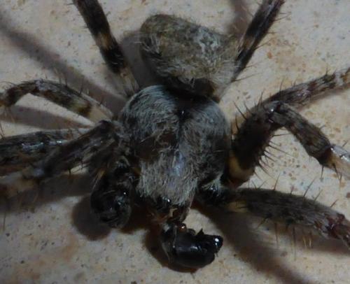 Araneus angulatus