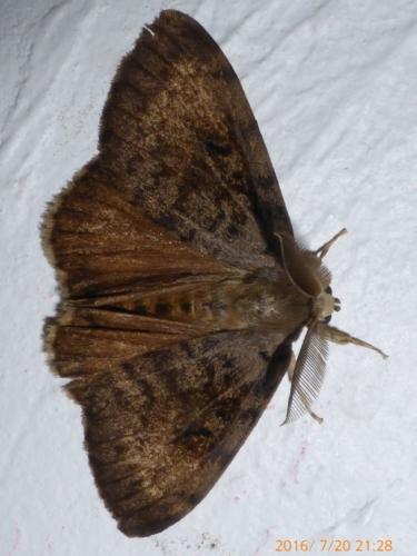 Lymantria dispar
