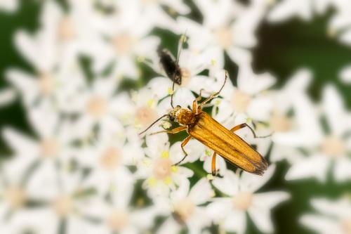 Oedemera podagrariae