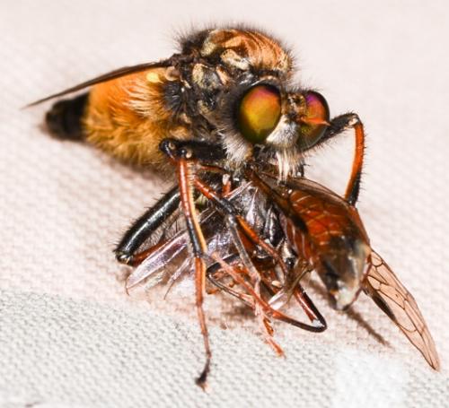 Réf. 167 662 : Cyrtopogon ruficornis