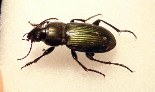 Poecilus sp.