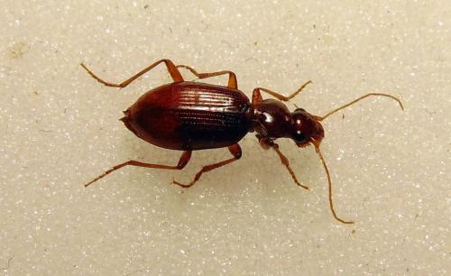 Leistus ferrugineus