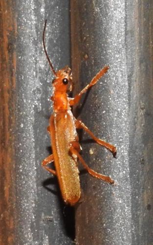 Réf. 167 157 : Cantharis sp.