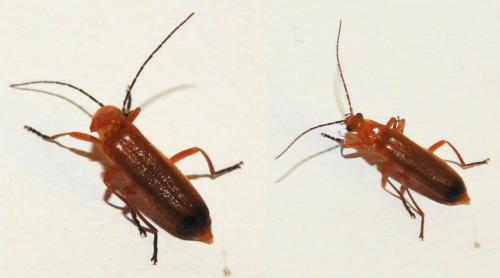 Réf. 167 156 : Rhagonycha fulva