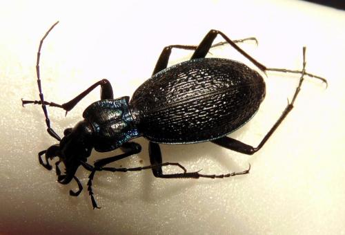 Réf. 167 945 : Carabus intricatus