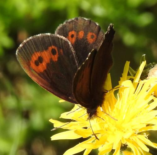 Réf. 167 972 : Erebia euryale