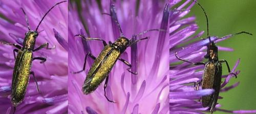 Réf. 167 263 : Chrysanthia viridissima