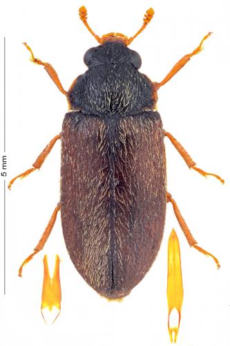 Byturus ochraceus