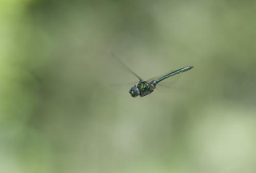 Somatochlora metallica