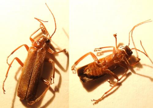 Cantharis rufa