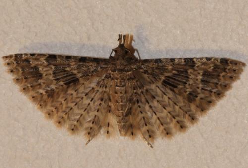 Alucita hexadactyla